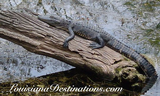 Alligator taking a sun tan in a Louisiana swamp