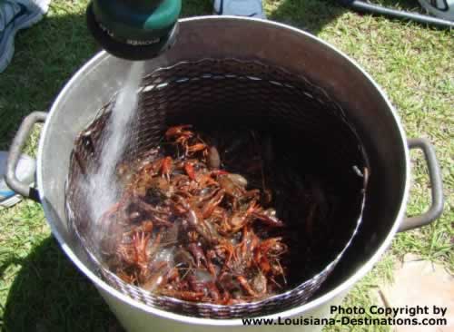 Let's get the boil started ... Start with Spillway Crawfish, add corn, new potatoes, whole onions, lemons, Zatarain's Crawfish, Shrimp and Crab Boil ... make the hot sauce, add cold beer, and share with good Cajun friends!