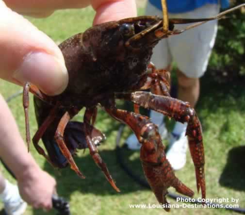 Hold the crawfish behind the head ... and you're safe!