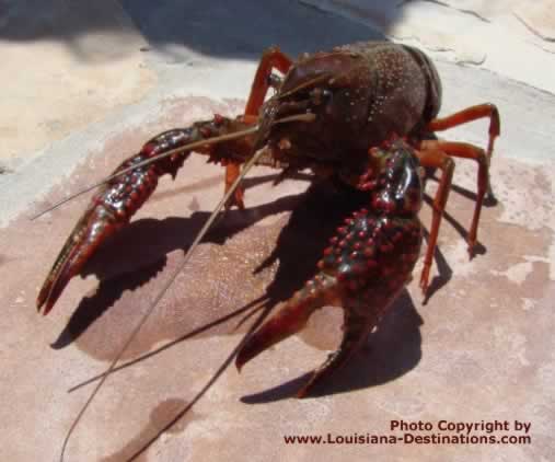 The Louisiana Crawfish, big and juicy, fresh out of the swamp!