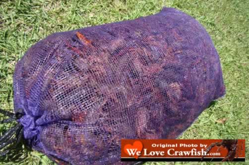 WeLoveCrawfish.com ... photos, crawfish season, Cajun foods, ordering and much more!