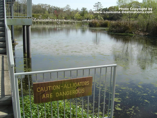 Caution! Alligators Are Dangerous! Avery Island Louisiana