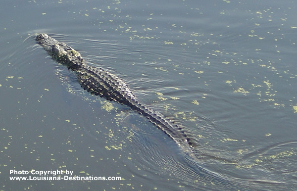 Alligator swimming in a swamp, near New Iberia, Louisiana