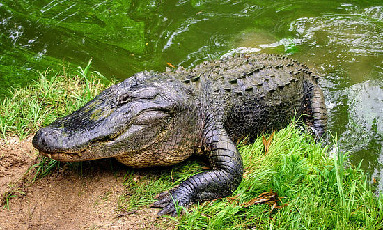 Louisiana alligator crawling out of a bayou