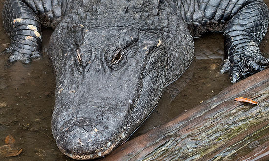Large alligator at rest in a Louisiana swamp near Houma