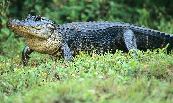Louisiana alligator walking on land in a swamp
