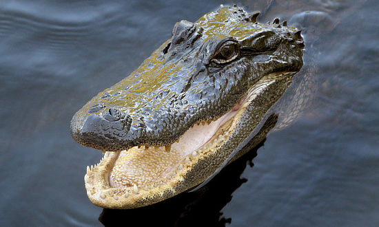 Louisiana alligator raising its head out of the bayou