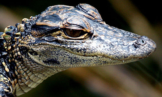 Baby Louisiana alligator at the Insta-Gator Ranch and Hatchery in Covington