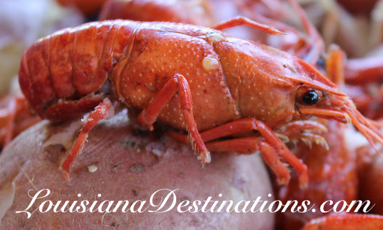 Big, juicy Louisiana crawfish ... boiled to perfection!