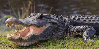 Alligator Tooth Necklace GT05 Swamp People Gator New Orleans Louisiana Cajun 