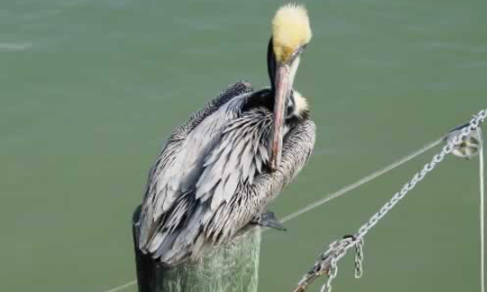 The Official Louisiana State Bird, the Brown Pelican