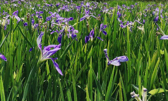 The Official Louisiana State Wildflower, the Louisiana Iris