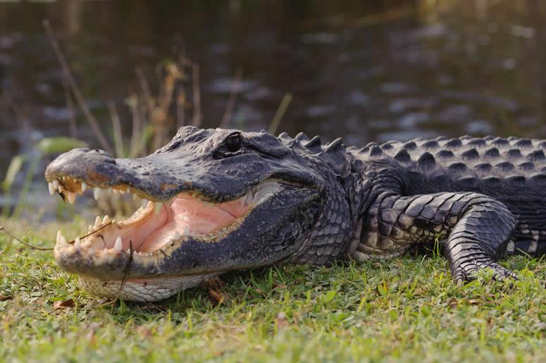 Alligator in a Louisiana swamp
