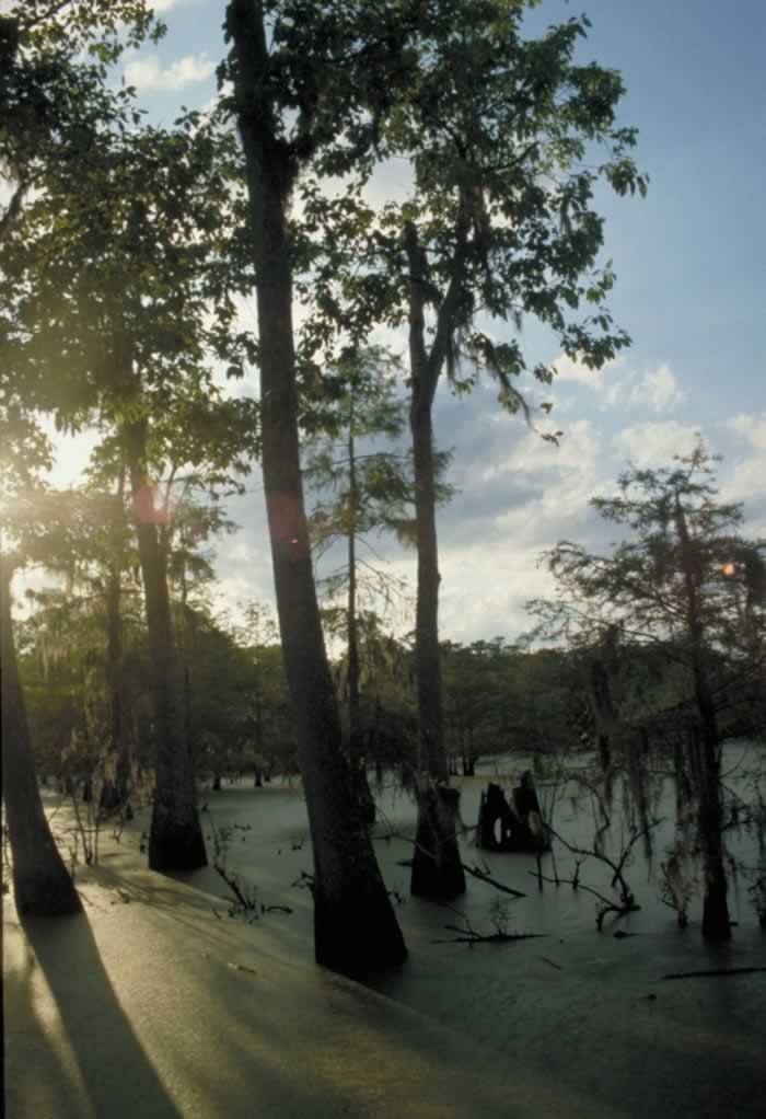 Towering cypress trees in a swamp in South Louisiana