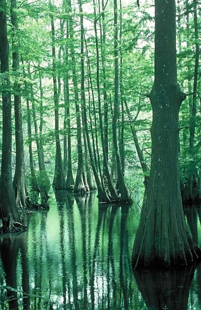 Louisiana swamp tours, air boat rides, eco-tours, kayak ...