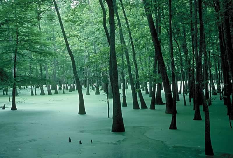 The quiet and beauty of a shaded Louisiana cypress swamp