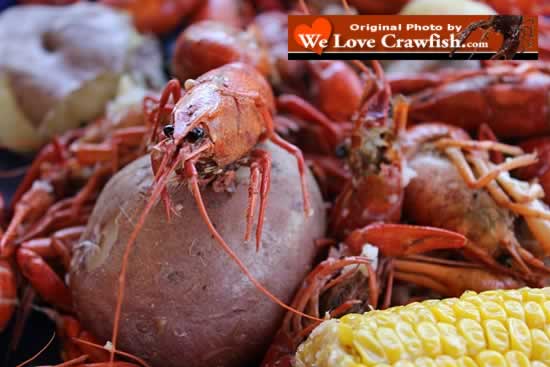 WeLoveCrawfish.com ... photos, crawfish season, Cajun foods, ordering and much more!