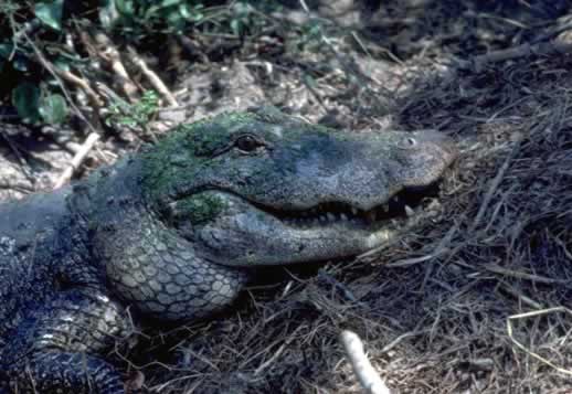 Large alligator in a Louisiana swamp