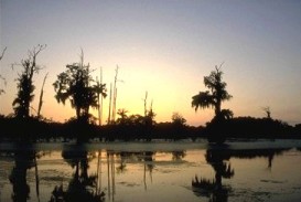 Louisiana Swamp: Duck hunting paradise