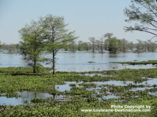 Atchafalaya Swamp, Henderson Louisiana