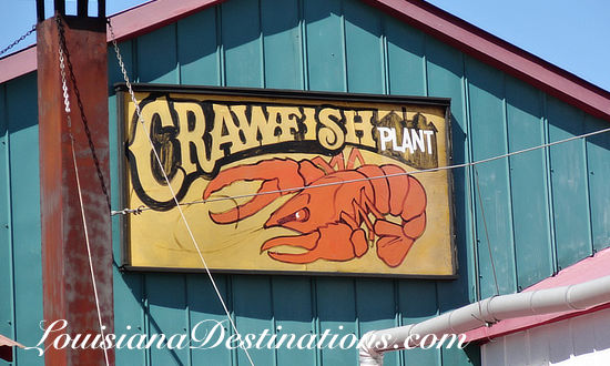 Pat's Crawfish Plant, Henderson Louisiana