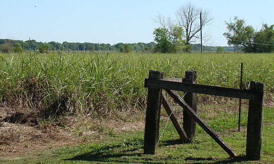 Sugar cane growing at the site of our family's land grant, near Labadieville, Louisiana
