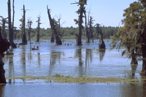 Louisiana has perfect habitats for hunting ducks and waterfowl