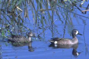 Louisiana ducks ... the subject of Duck Commander