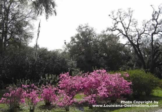 Azaleas in Bloom at Avery Island, Louisiana