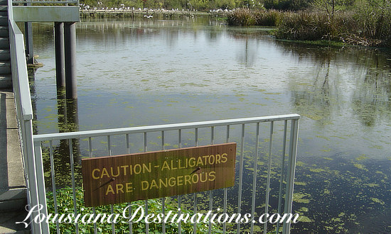 Caution! Alligators Are Dangerous! Avery Island Louisiana