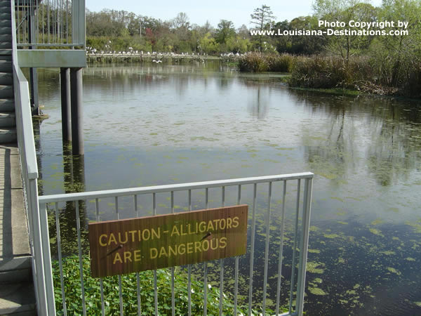 Caution! Alligators Are Dangerous! Avery Island, Louisiana
