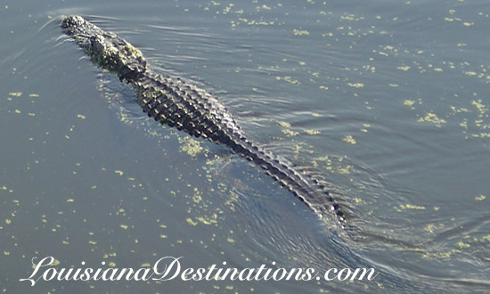 Alligator swimming in a swamp, near New Iberia, Louisiana