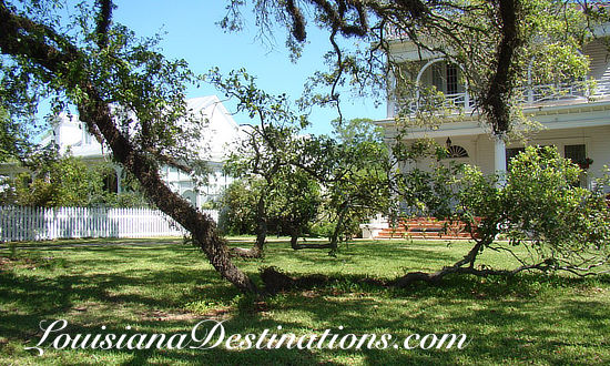 Old live oak tree, touching the ground, in New Iberia, Louisiana