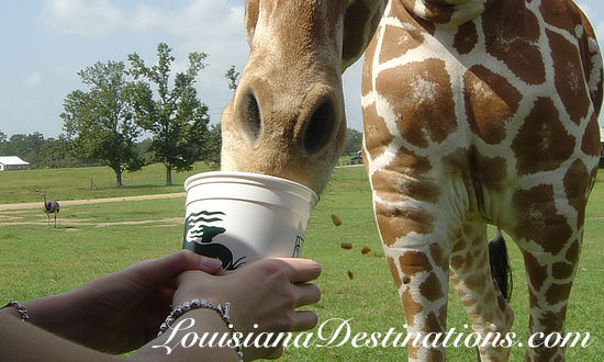 Hand feeding a giraffe at the Global Wildlife Center in Folsom, Louisiana