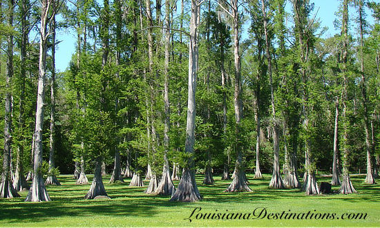 The beauty and solitude of the Louisiana swamp