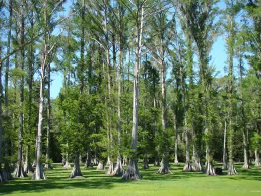 Cypress trees near Patterson, Louisiana