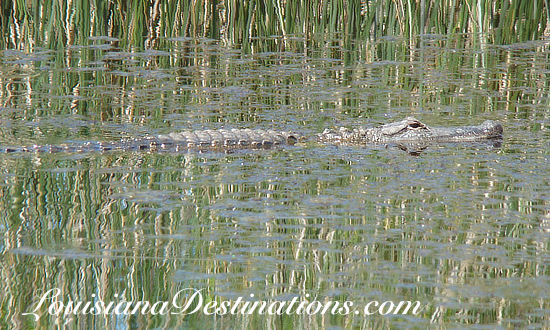 Alligator swimming in canal near Pecan Island, Louisiana