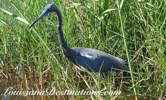 Birding paradise near Pecan Island and Forked Island, Louisiana 