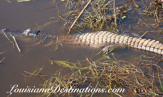 Louisiana alligator basking in the sun