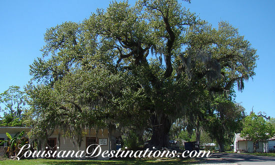 The landscape is lush in Pierre Part ... here is a giant, majestic oak tree!