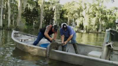 Swamp people in action catching a gator in the Louisiana swamp