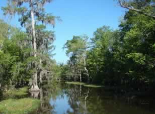 Louisiana Swamp near Pierre Part, Louisiana, filming location for the History Channel's Swamp People