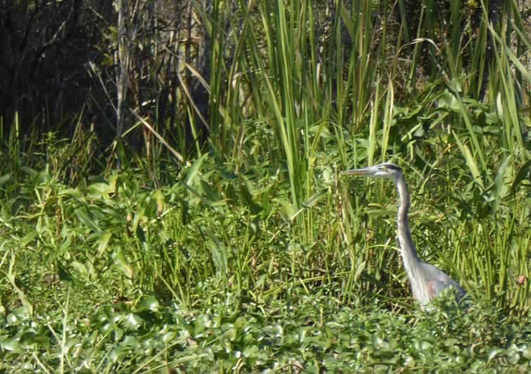 Bird life abound in the Honey Island Swamp in Louisiana
