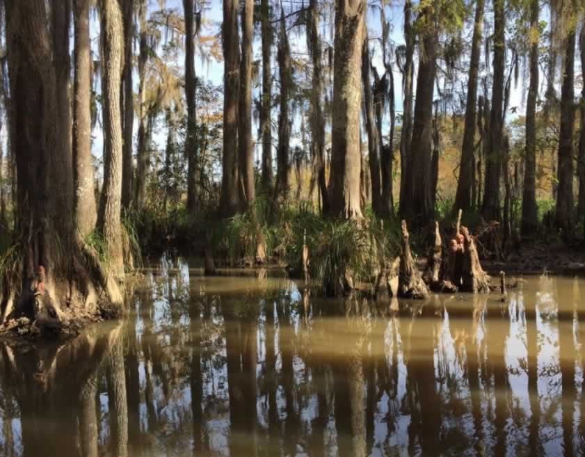 Cypress trees and cypress knees growing in the water at Honey Island in Louisiana