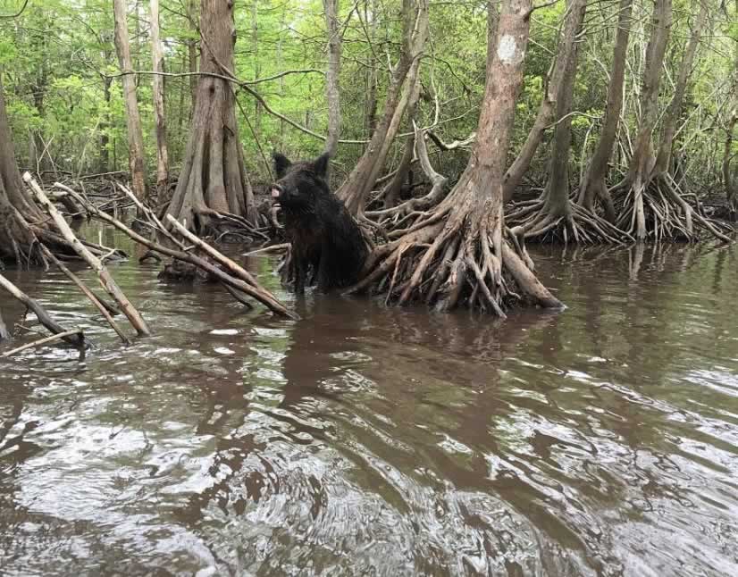 Wild boar seen on a swamp tour at Honey Island in Louisiana