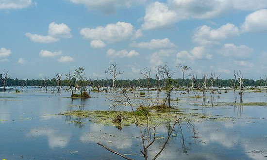Blue skies in the Atchafalaya Basin swamp in Louisiana