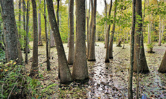 The beauty of a Louisiana cypress swamp