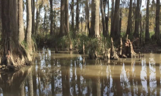Swamp scene in Louisiana's Honey Island Swamp