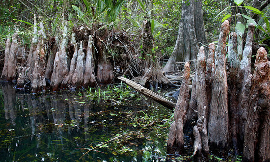 Cypress knees in a Louisiana swamp