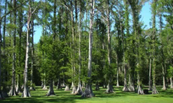 Swamp scene in Louisiana's Atchafalaya Basin Swamp